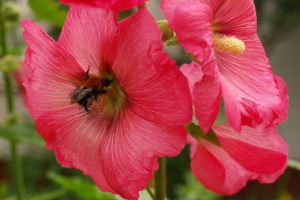 Багаторічний мальва Багаторічний мальва